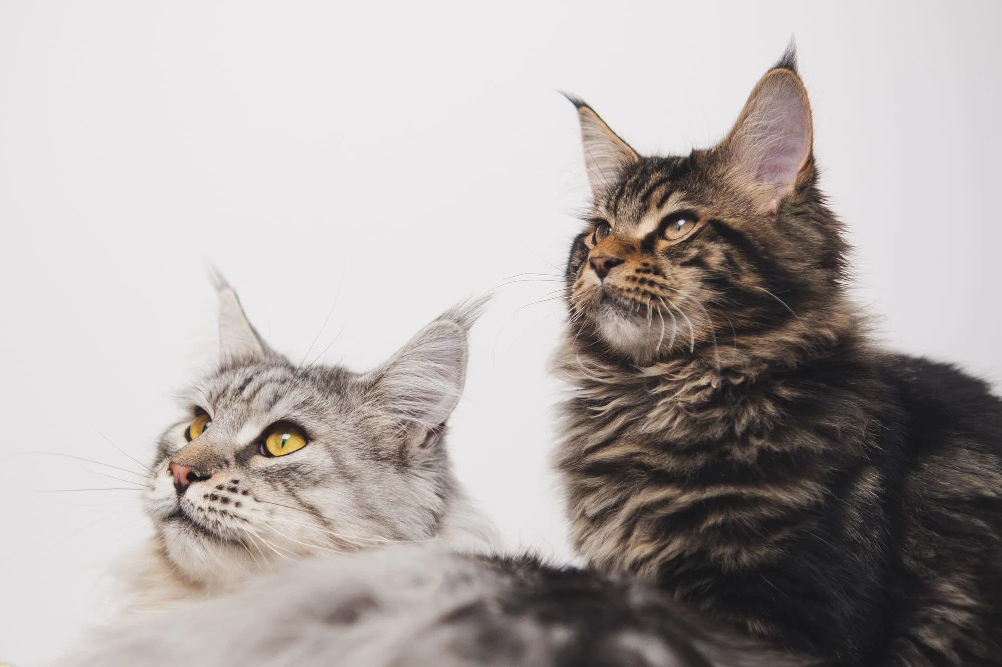 Gatto accolto in una struttura Cat Care specializzata in ospitalità felina
