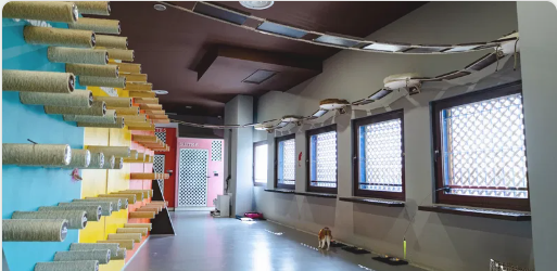 Hotel per gatti Cat Care senza gabbie