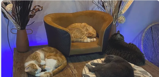Corsi sul comportamento del gatto Cat Care