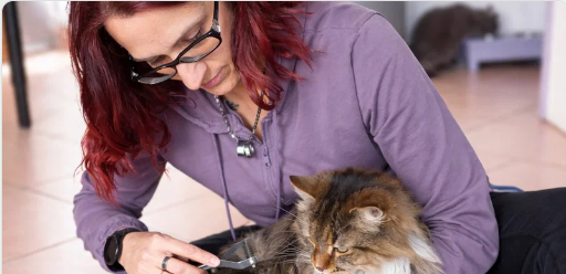 Toelettatura per gatti Cat Care